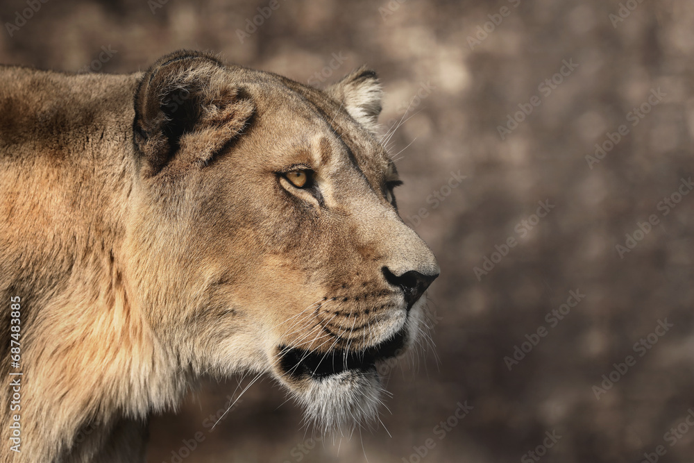 Fototapeta premium lioness