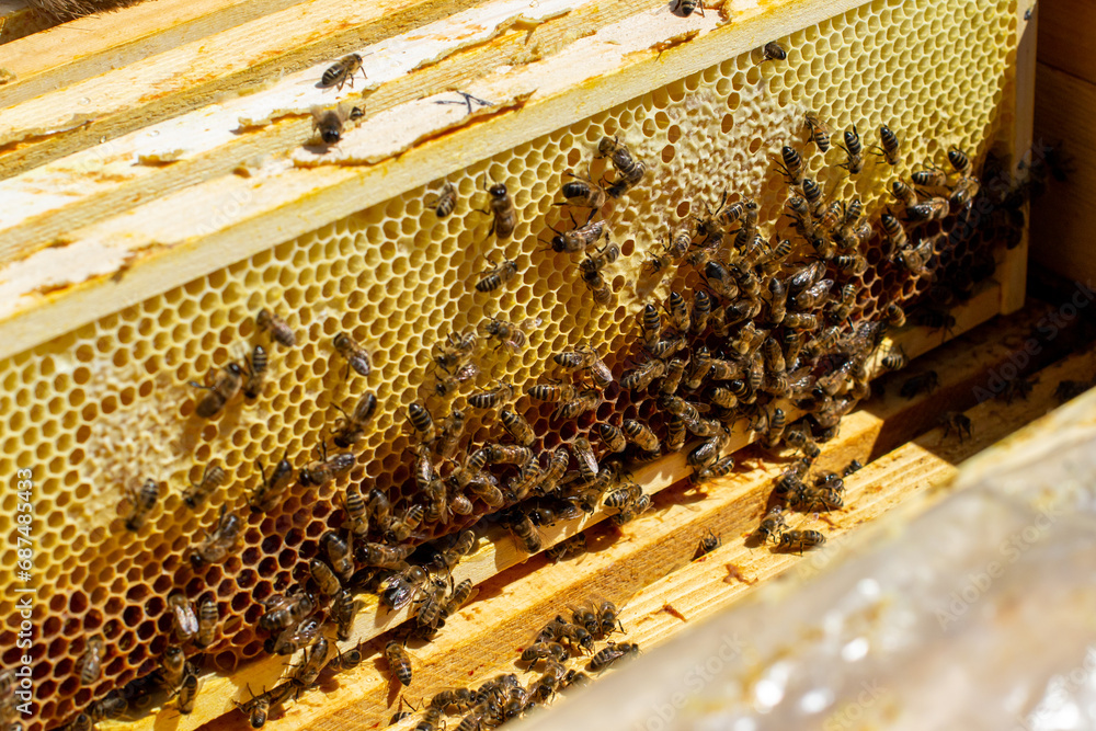 Bees crawl on the surface of a honeycomb Bees crawl on the surface of a honeycomb