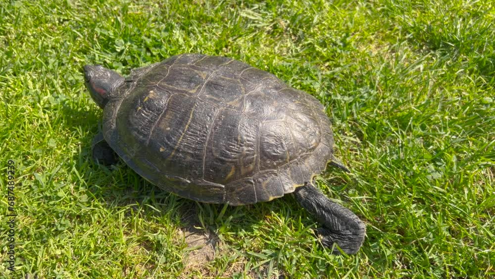 Red-eared slider turtle or red-eared terrapin (Trachemys scripta elegans) in park Red-eared slider turtle or red-eared terrapin (Trachemys scripta elegans) in park
