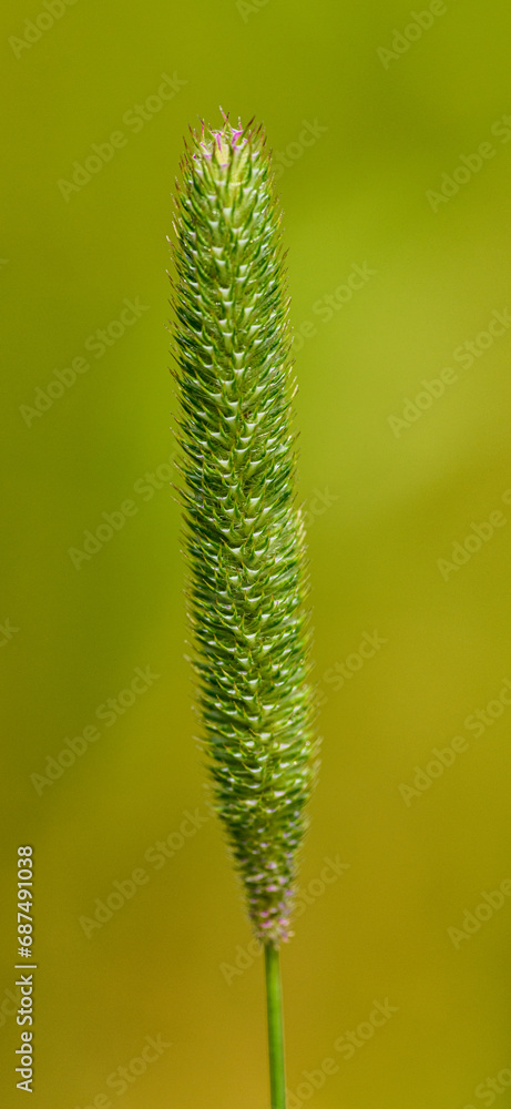 inflorescence of timothy grass in detail isolated