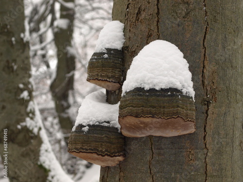 Fomes fomentarius covered with snow on a tree trunk in the winter forest. Mushroom known as the tinder fungus, hoof fungus, tinder conk, tinder polypore or ice man fungus