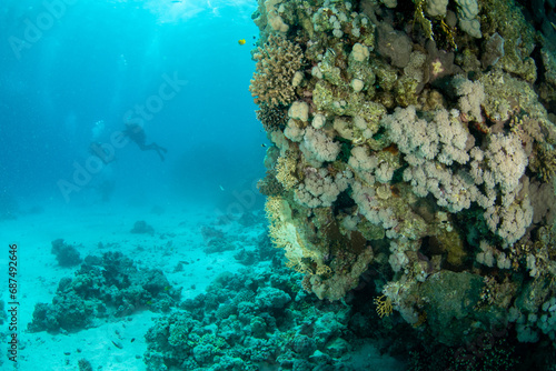 Beautiful coral reef with several divers on the background, Marsa Alam, Egypt
