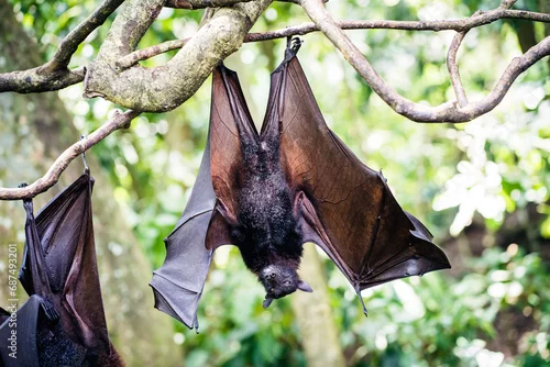 Fototapeta Rudawka wielka największy nietoperz świata(Pteropus medius)