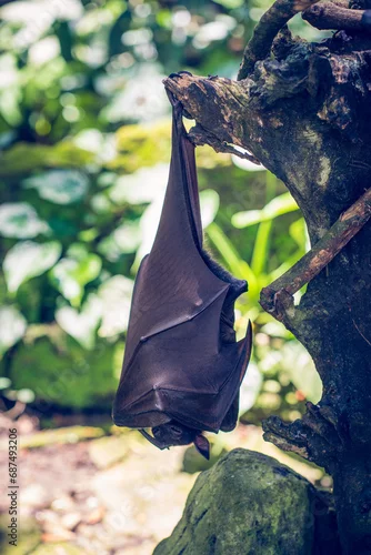 Fototapeta Rudawka wielka największy nietoperz świata(Pteropus medius)