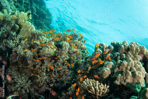 Beautiful coral reef surrounded by a shoal of sea goldies and soldierfishes, Red sea, Marsa Alam, Egypt