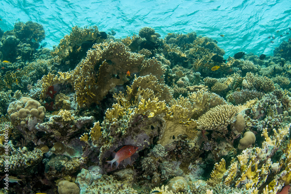 View over the beautiful reef covered by a great variety of hard corals surrounded by multiple smaller reef fishes, Marsa Alam, Egypt View over the beautiful reef covered by a great variety of hard corals surrounded by multiple smaller reef fishes, Marsa Alam, Egypt