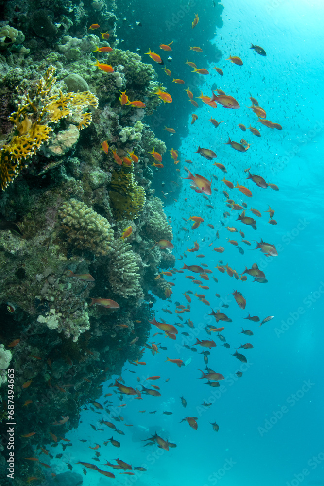 Vertical wall of colorful shallow coral reef, surrounded by a shoal of sea goldies (Pseudanthias squamipinnis), Marsa Alam, Egypt