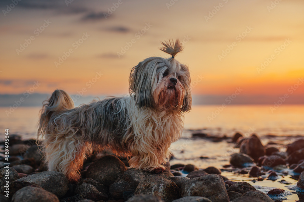 Shih-tzu dog standing on rocky lake shore at sunset - obrazy, fototapety, plakaty 