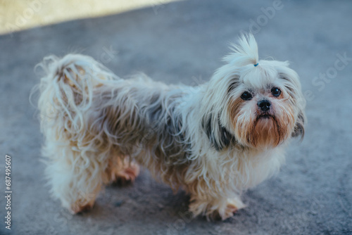 Cute shih tzu dog standing outdoors