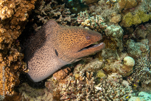 Giant moray eel (Gymnothorax javanicus) looking out of its hideout on a picturesque coral reef, Red sea, Egypt