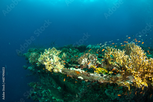 Beautiful corals surrounded by small colorful fishes growing on the hull of the sunken MV Salem Express shipwreck, Red Sea, Egypt
