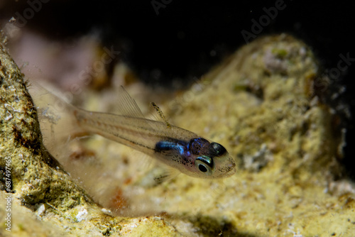 A small transparent fish, alevine, on the coral reef on Marsa Alam, Egypt