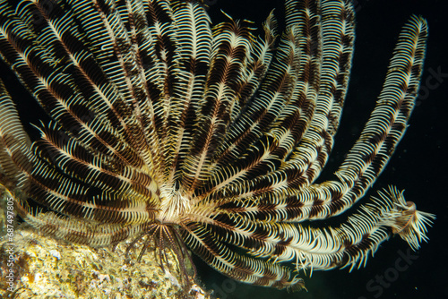 Bright feather star (Crinoids) feeding on the edge of the stone, picture against the black background, Red Sea, Egypt photo