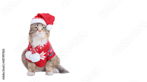 Cat wearing red Santa Claus hat and winter clothes. Christmas cat card. Santa's helper. Beautiful Cat with Santa hat on white background. Happy New Year 2024. Celebration. Holiday concept. 
