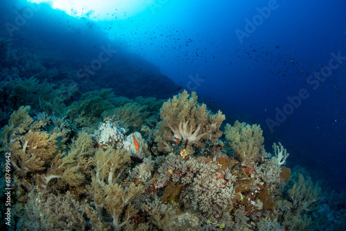 A great variety of soft corals and sponges covering the coral reef  surrounded by schools of smaller reef fishes  St John  s Reef  Red Sea  Egypt 