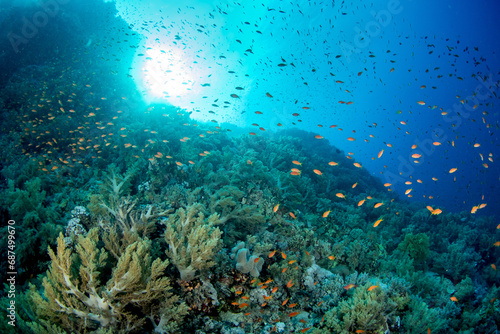 A coral reef covered by a variety of soft and hard corals under a shoal of sea goldie (Pseudanthias squamipinnis), against the sun, Marsa Alam, Egypt © Krzysztof Bargiel