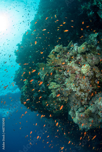 The wall of the coral reef covered by various hard and soft corals, surrounded by hundreds of sea goldies (Pseudanthias squamipinnis), Marsa Alam, Egypt 