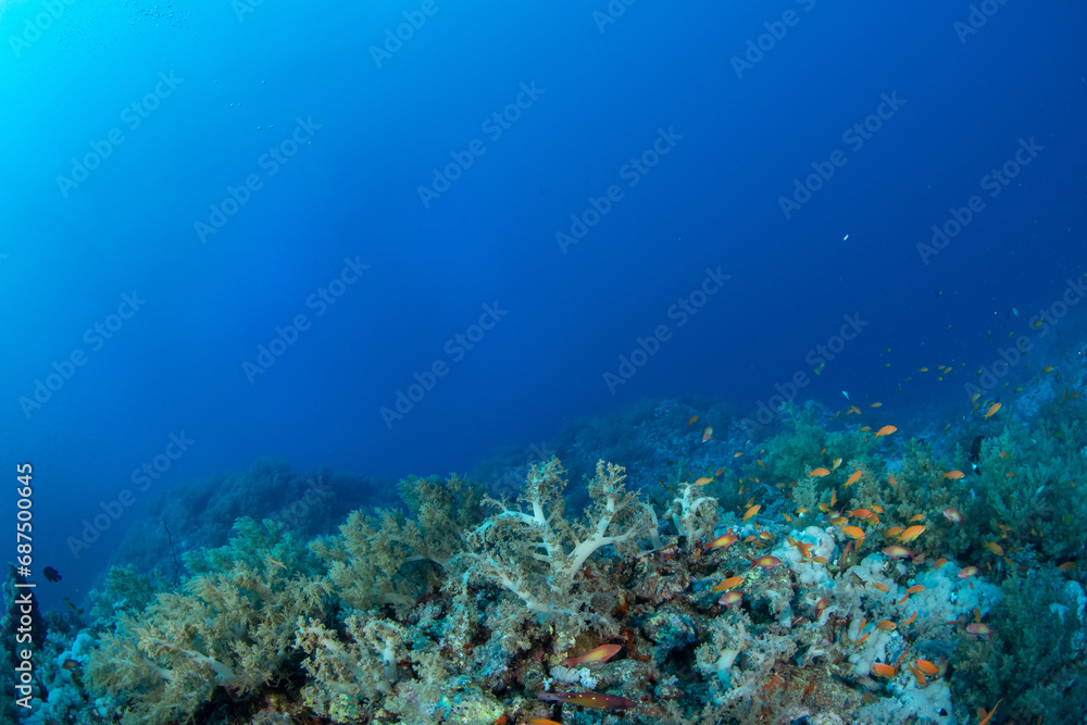 View of the Coral reef covered by multiple soft corals, surrounded by small colourful fishes, St John´s Reef, Red Sea, Egypt 