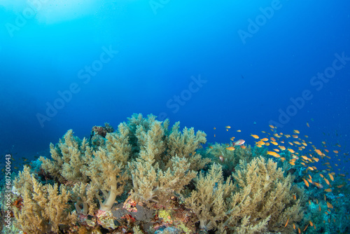 A shoal of the sea goldie /orange basslet / Scalefin Anthias (Pseudanthias squamipinnis) above the coral reef, St Johns, Red Sea, Egypt