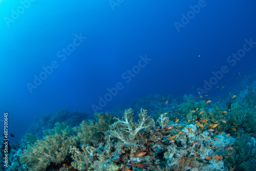 View of the Coral reef covered by multiple soft corals  surrounded by small colourful fishes  St John  s Reef  Red Sea  Egypt 