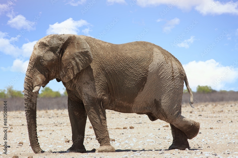 Large Adult African Elephant standing with hind leg raised on the dry Etosha Plains