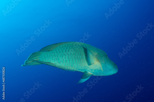 The Humphead Wrasse / Napoleon wrasse / Napoleonfish (Cheilinus undulatus) in the blue water on the coral reef of St Johns Reef, Egypt