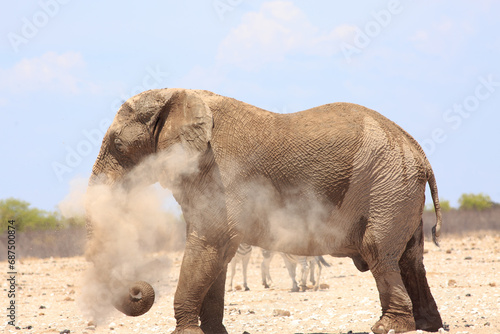 Photography Large Bull Elephant shrouded in dust
