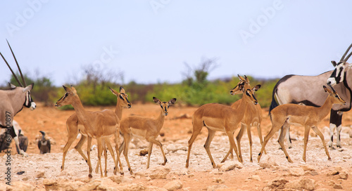 Herd of Black-faced Impala with an oryx at either end of the herd, with a nice lush vegetation background