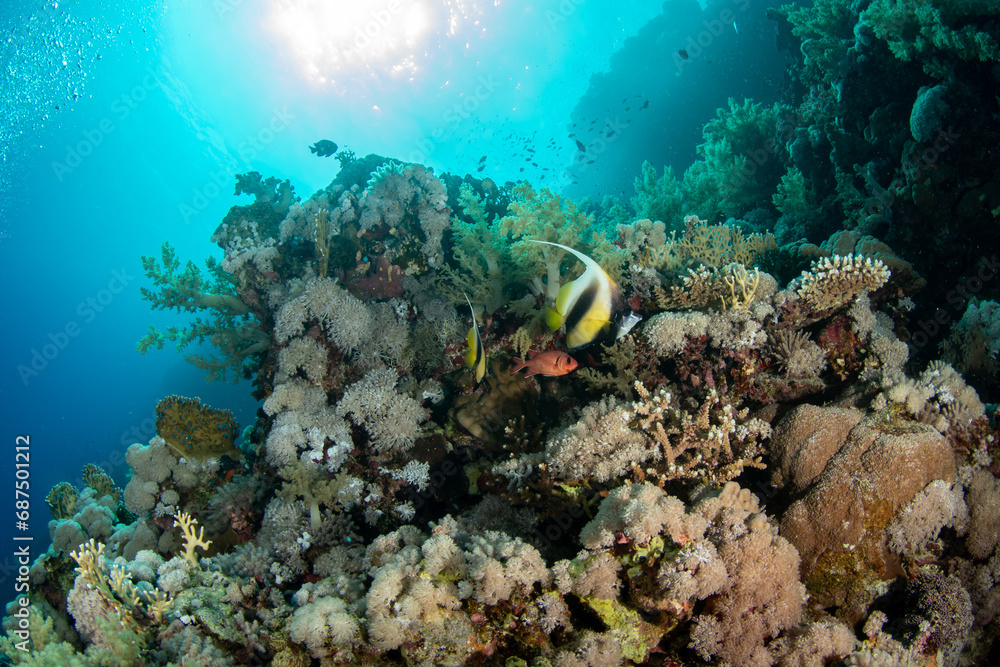 Obraz premium A couple of the Red Sea bannerfish (Heniochus intermedius) on the coral reef against the sun in St Johns, Red Sea, Egypt
