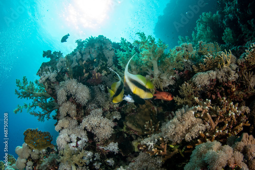 A couple of the Red Sea bannerfish  Heniochus intermedius  on the coral reef against the sun in St Johns  Red Sea  Egypt