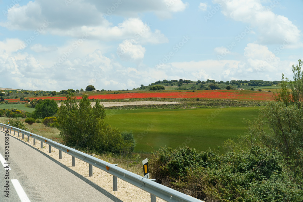 Field of red poppies on a field in Spain