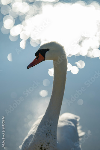 Fototapeta Naklejka Na Ścianę i Meble -  White swan 