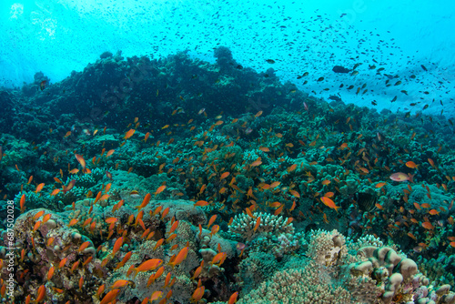 Fototapeta Naklejka Na Ścianę i Meble -  A shoal of the sea goldie /orange basslet / Scalefin Anthias (Pseudanthias squamipinnis) above the coral reef, St Johns, Red Sea, Egypt