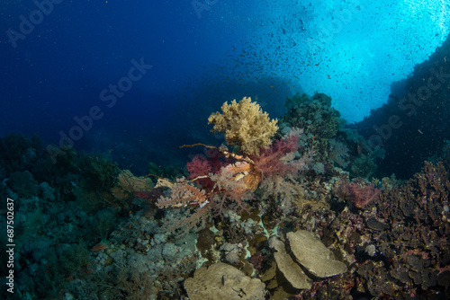 Fototapeta Naklejka Na Ścianę i Meble -  Colorful Carnation Tree corals (Dendronephthya sp) in darker blue water on st Johns Reef