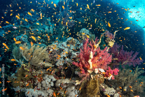 Fototapeta Naklejka Na Ścianę i Meble -  A shoal of the sea goldie /orange basslet / Scalefin Anthias (Pseudanthias squamipinnis) among various soft corals (Dendronephthya sp) on the St Johns Reef, Red Sea, Egypt