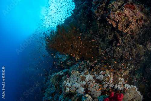 A variety of hard and soft corals on the reef surrounded by sea goldies  Pseudanthias squamipinnis   Marsa Alam  Egypt