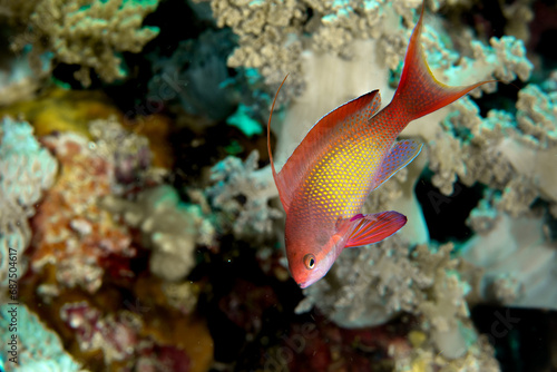 A male sea goldie/orange basslet / Scalefin Anthias (Pseudanthias squamipinnis) on the coral reef of the Red Sea, Egypt