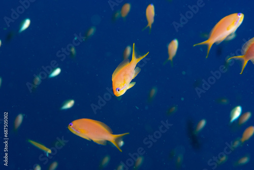 A shoal of the sea goldie /orange basslet / Scalefin Anthias (Pseudanthias squamipinnis), bright on the blue background, Marsa Alam, Egypt photo