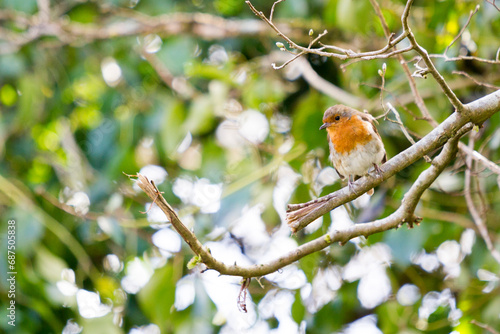 robin bird on branch in greenery 
