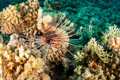 The clearfin lionfish (Pterois radiata) among various hard and soft corals, on the reefs of Red Sea, Egypt