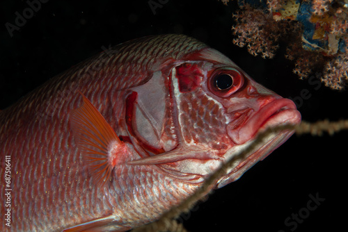 Portrait of the Giant squirrelfish / sabre squirrelfish / spiny squirrelfish (Sargocentron spiniferum) in its hideout on the coral reef, st Johns Reef, Egypt