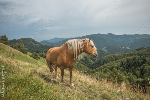 Beautiful red horse with long blond mane in summer field with mountains in background, Slovenia