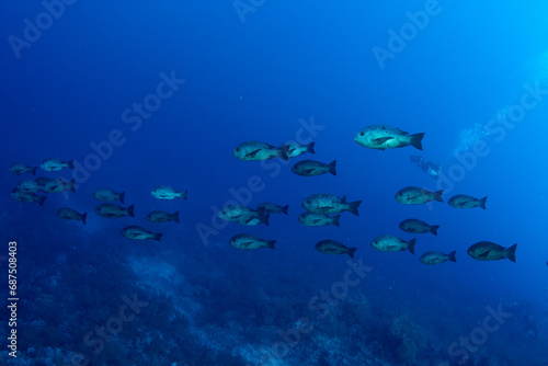 Schooling Black Snapper (Macolor niger) St Johns Reef, Red Sea, Egypt 
