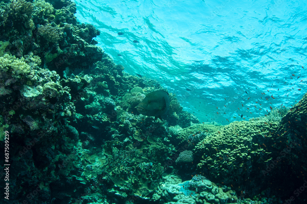 View over the coral reef, a variety of coral and fish species in turguoise waters of Marsa Alam, Egypt