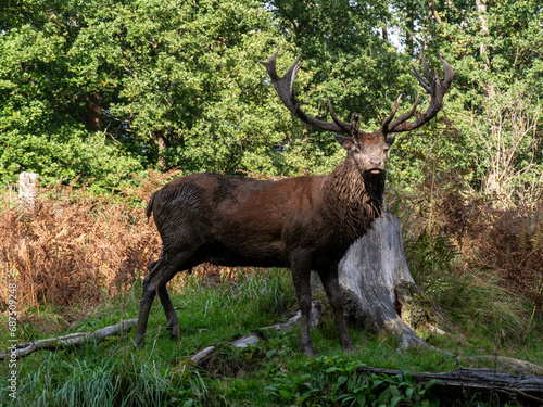 deer in the woods