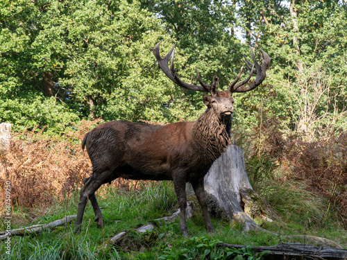 deer in the woods