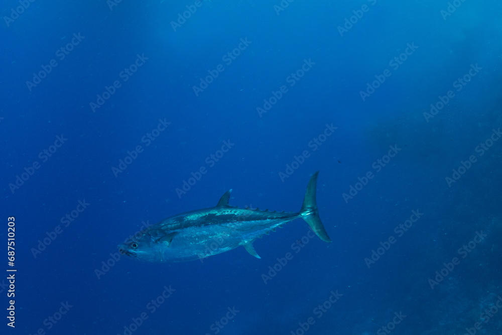 Dogtooth tuna (Gymnosarda unicolor) in blue waters of Marsa Alam, Egypt