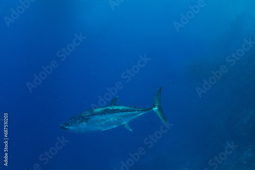Dogtooth tuna (Gymnosarda unicolor) in blue waters of Marsa Alam, Egypt © Krzysztof Bargiel