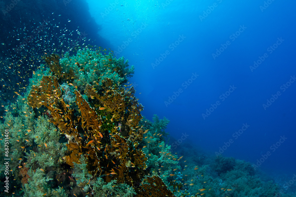 View of the soft and hard corals surrounded by schools of various orange and silver fishes in blue waters, Marsa Alam, Egypt