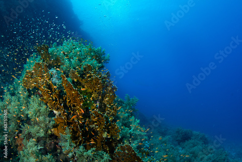 View of the soft and hard corals surrounded by schools of various orange and silver fishes in blue waters, Marsa Alam, Egypt